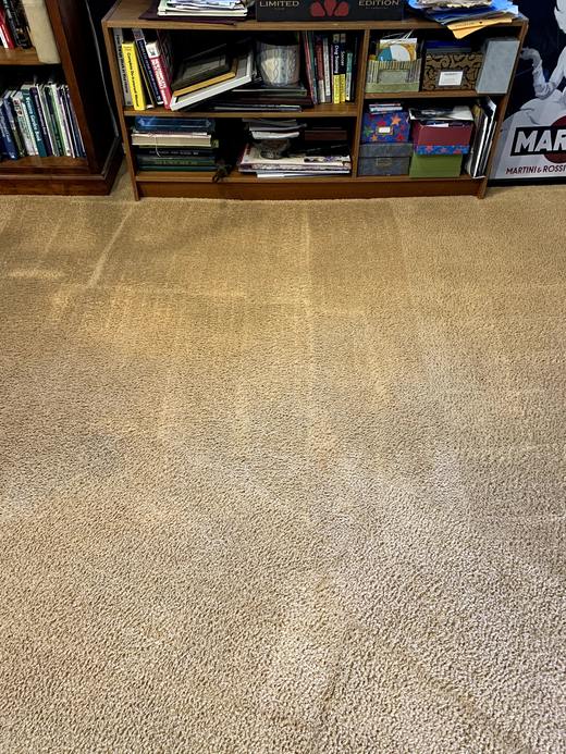 Living room carpet after pet stain removal