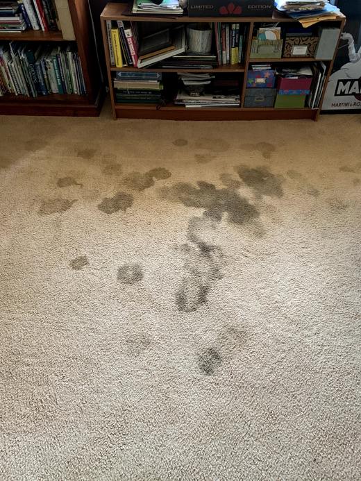 Living room carpet before cleaning with pet stains